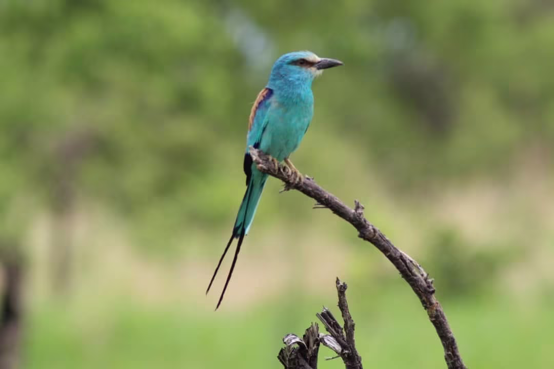 Ornithologische und naturwissenschaftliche Expedition